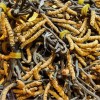 Cordyceps Sinensis Mycelium CS-4