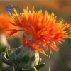 Safflower Yellow is a natural food colorant derived from