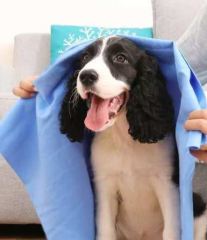clean chamois pet towel