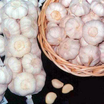 Pure White Garlics
