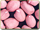 peanut kernels round type