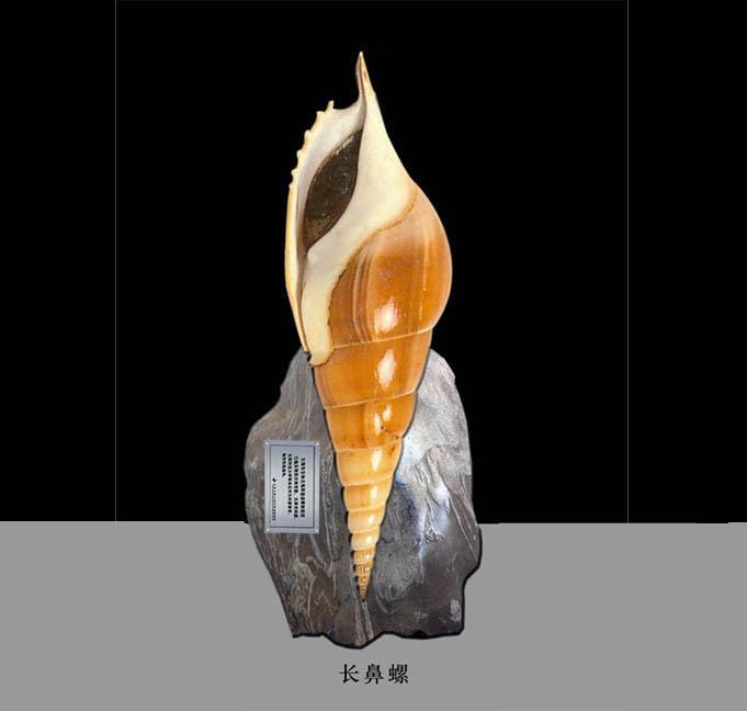 shell sculpture - Shinbone Tibia