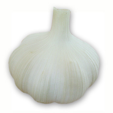 Chinese Garlic