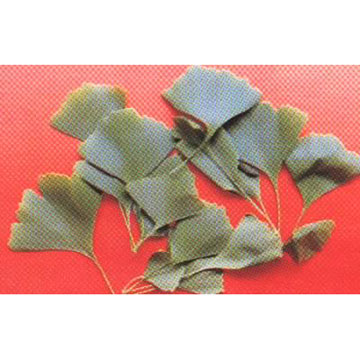 Ginkgo Biloba Extract