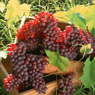 Grape Seed Extract