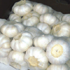 chinese fresh garlic