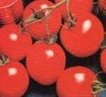 Lycopenes