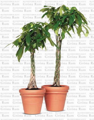 Potted plant: Pachira macrocarpa (Money Tree)