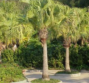 Palm tree: Chinese Fan Palm (Livistona chinensis)