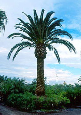 Palm tree: Phoenix Canariensis (Canary Island Date)
