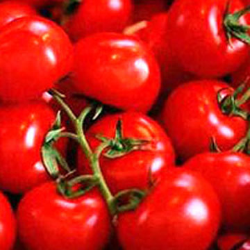 Tomatoes