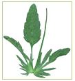 C Leaves & Herbs