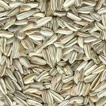 Sunflower Seed