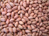 Groundnut Kernels