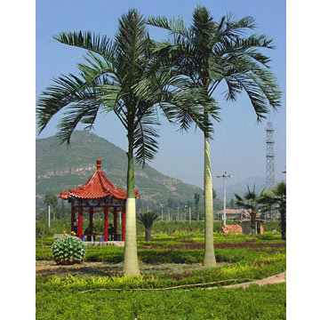 King Alexander Palm Trees