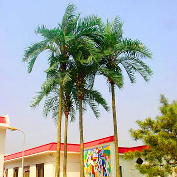 Coconut Palm Trees