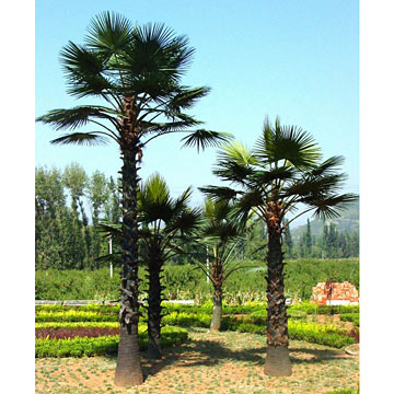 Sago Palm Trees