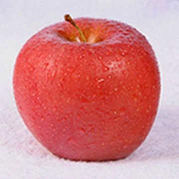 Fuji Apple