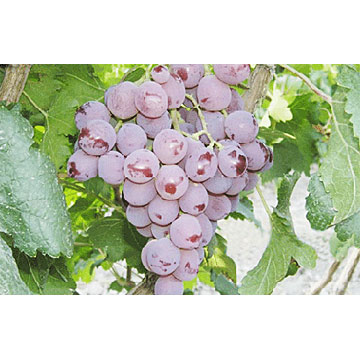 Red Globe Grapes