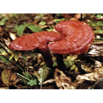Reishi Mushroom Extracts