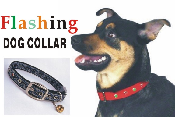 Pet Collars