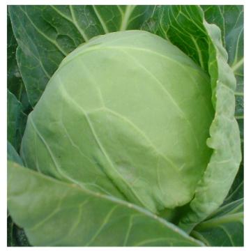 Fresh Beijing Cabbage