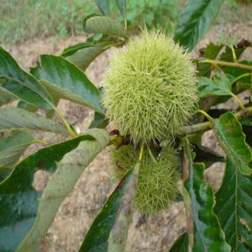 Fresh Chestnuts