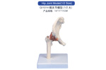 Hip Joint Model(1/2 Size)