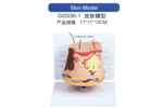 Skin Model