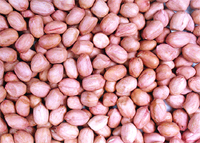 Peanut Kernels (Round)