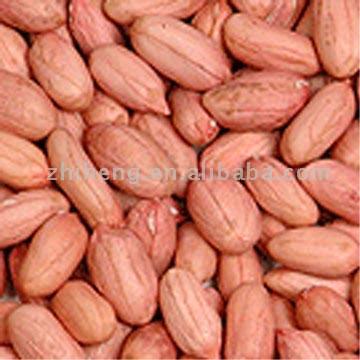 Peanut Kernels