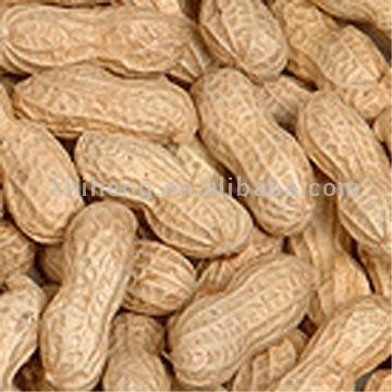 Raw Peanuts in Shell